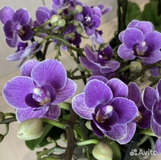 Орхидея мультифлора Вайолет квин