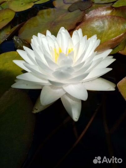 Растения для пруда