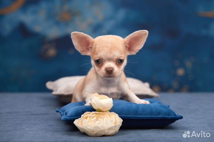 Элитные малыши чихуахуа