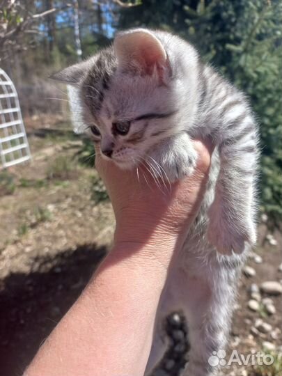 Шотландские котята