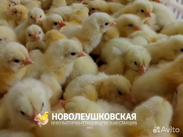 Суточные цыплята бройлера росс 308 объявление продам