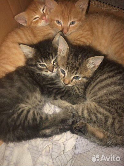 Котята в добрые руки