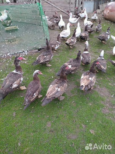 Индоутка домашняя