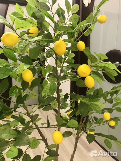 Дерево Лимон Новые