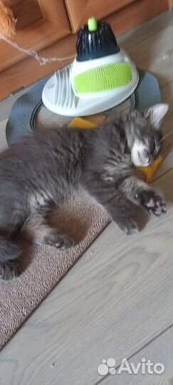 Котенок мальчик от домашней кошки