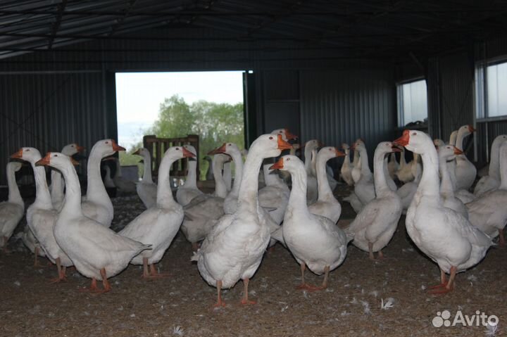 Гусята суточные и старше 2024 опт/розница