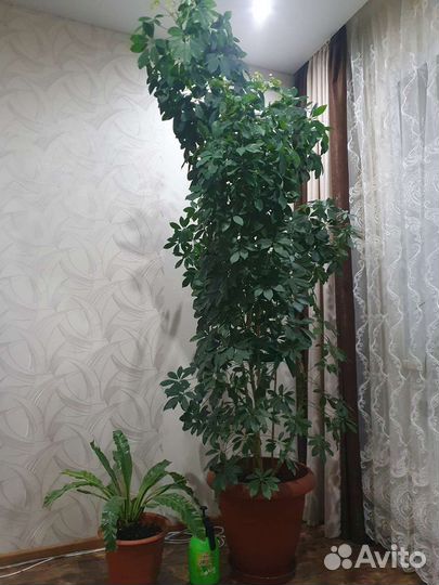 Комнатные цветы шефлера