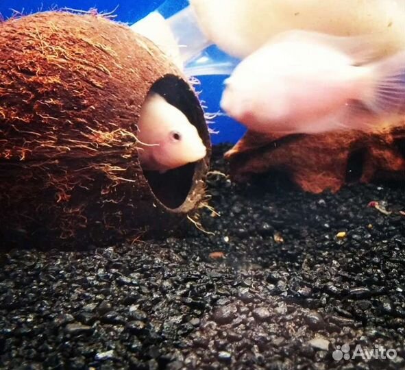 Кокос грот для рыбок ящериц змеек пауков