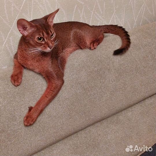 Абиссинская