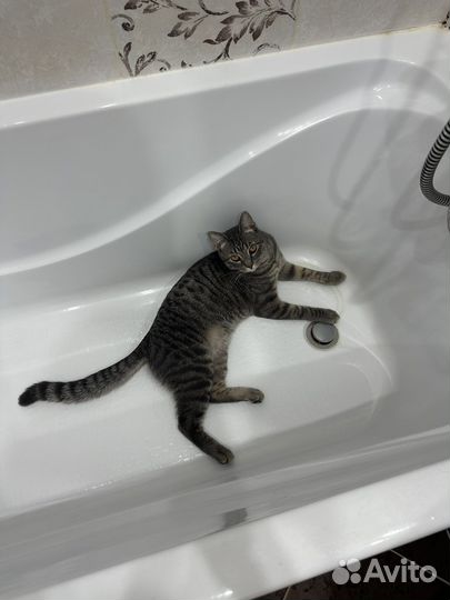 Ищем кошку для вязки с котом