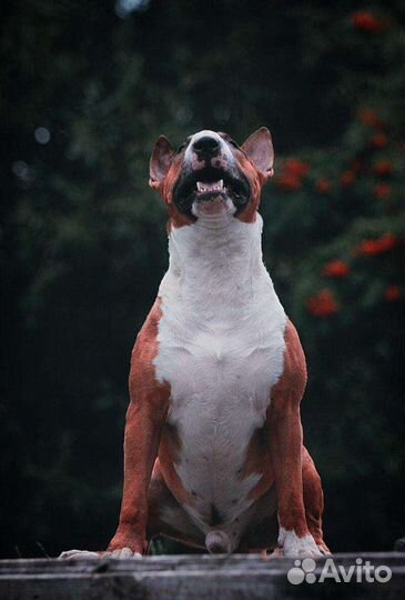 Бультерьер Вязка Чемпион