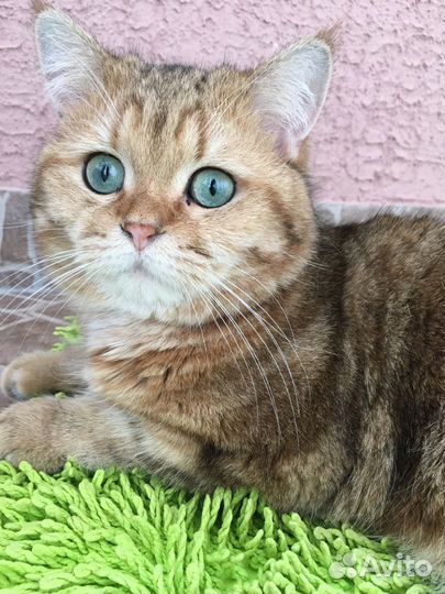 Вязка с шотландским котиком