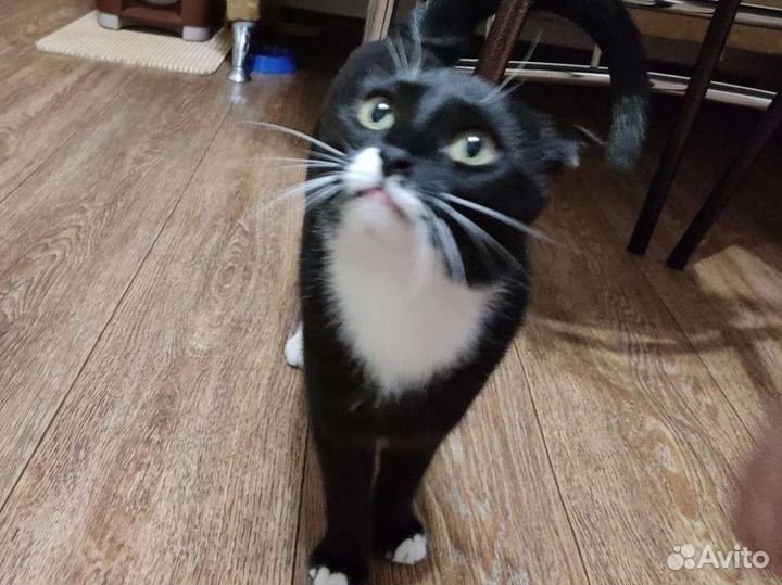 Кошка в дар