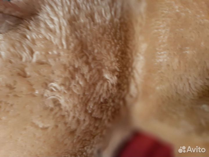 Мягкая Игрушка СССР львица