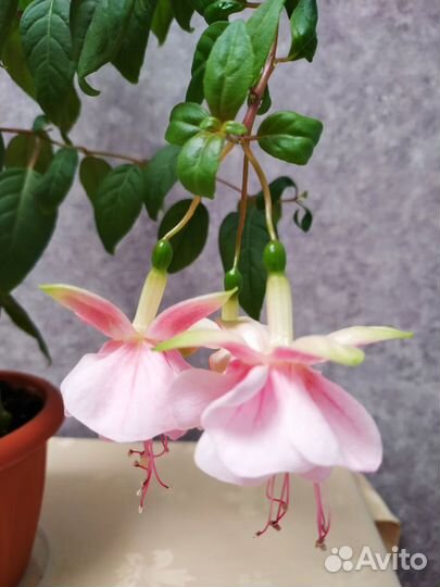 Фуксия розовая махровая и простая