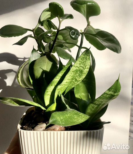 Сансевиерия ханни,каланхоэ