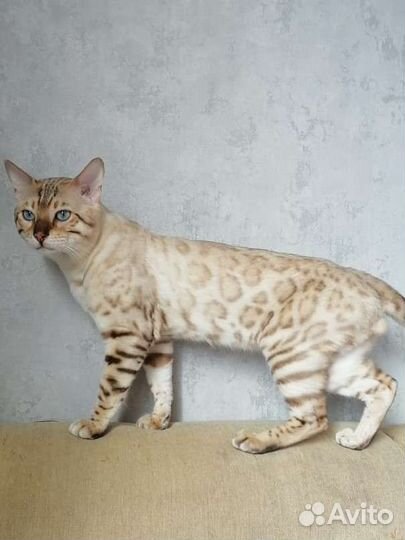 Бенгальский кот вязка