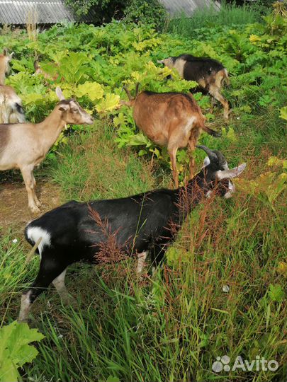 Козлик альпийский