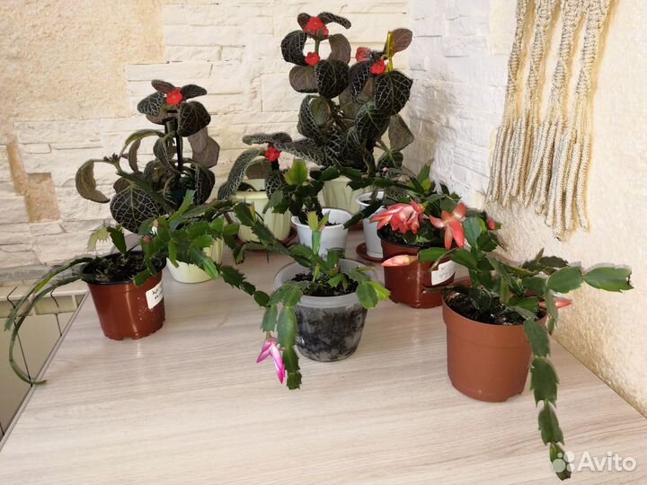 Комнатные цветы