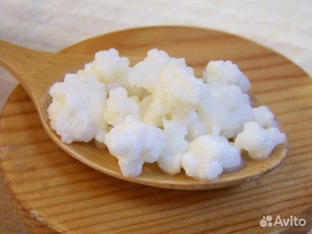 Тибетский молочный гриб