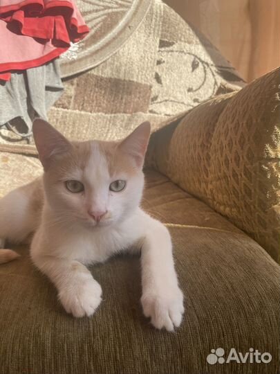 Котята в добрые руки даром