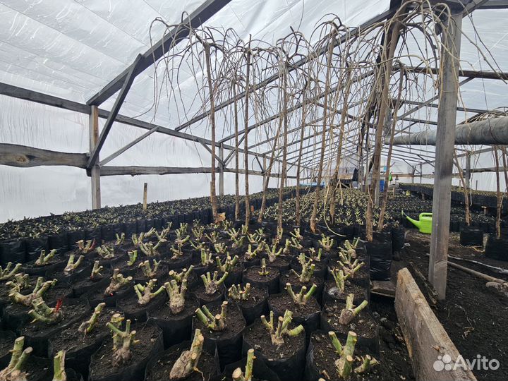 Шелковица-тутовник