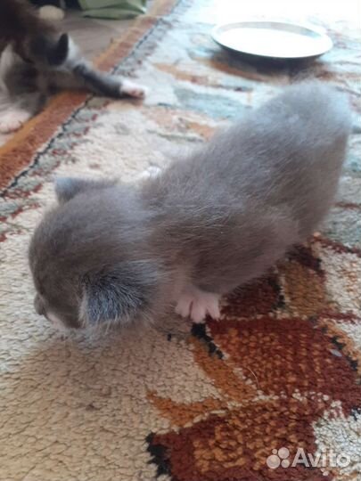 Котенок мальчик