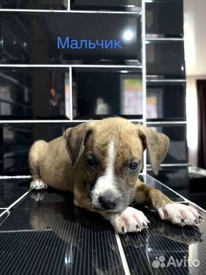 Стаффордширский терьер
