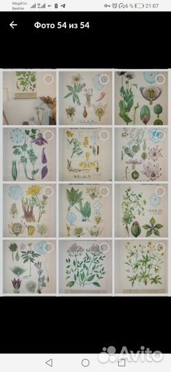 Ботанические плакаты для Игоря