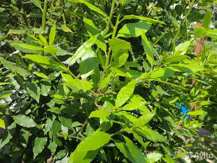 Лавровый лист(лавровишня)