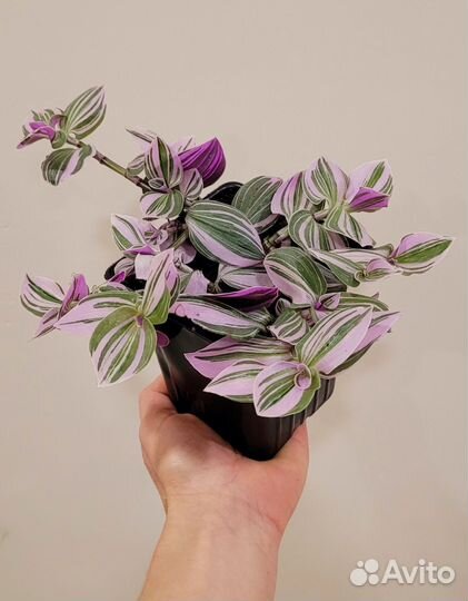 Ипомея батат черенки