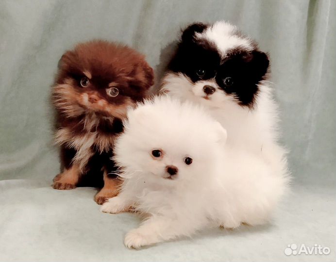 Девочки мини