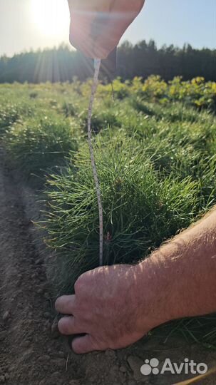 Сеянцы сосны обыкновенной окс