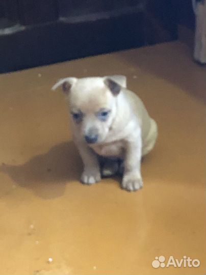 Собаки щенки