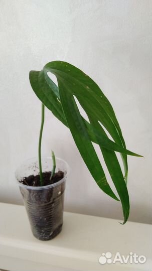 Ароидные, Диффенбахия Рефлектор