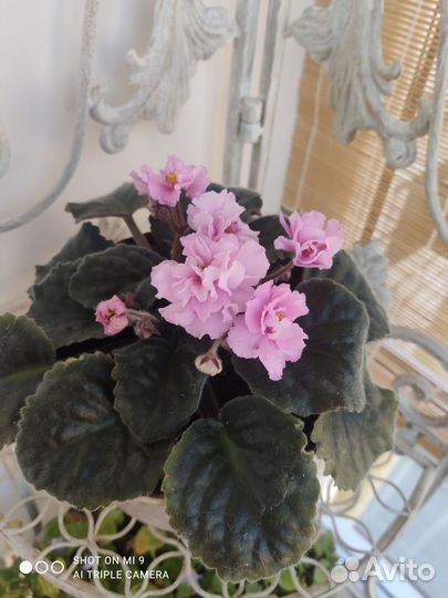 Цветущие фиалки