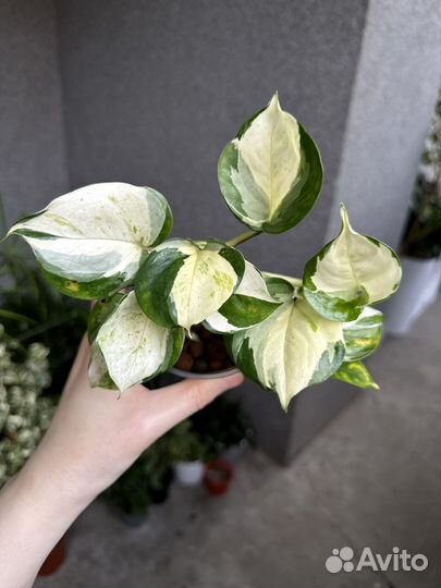 Эпипремнум хэппи лиф