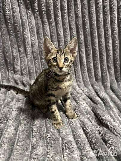 Ориентальные азиатские котята