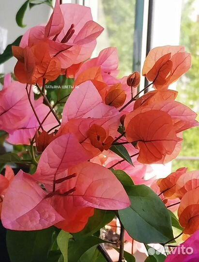 Бугенвиллея (укорененные черенки)