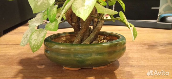 Бонсай в керамическом горшочке