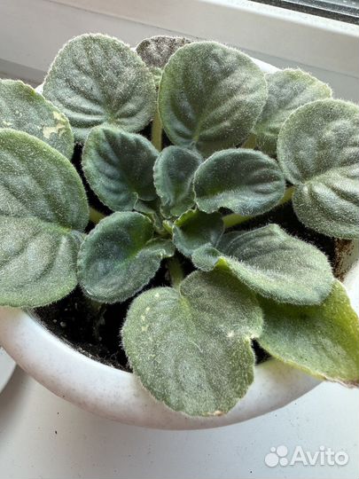 Фиалки в горшках