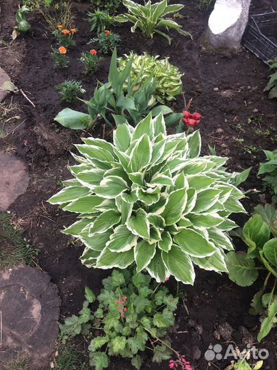 Многолетники садовые