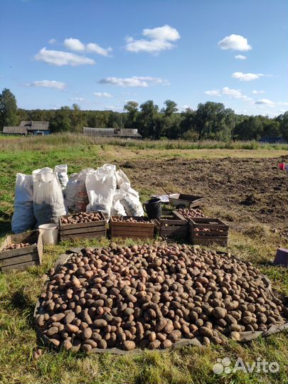 Картофель домашний вкусный