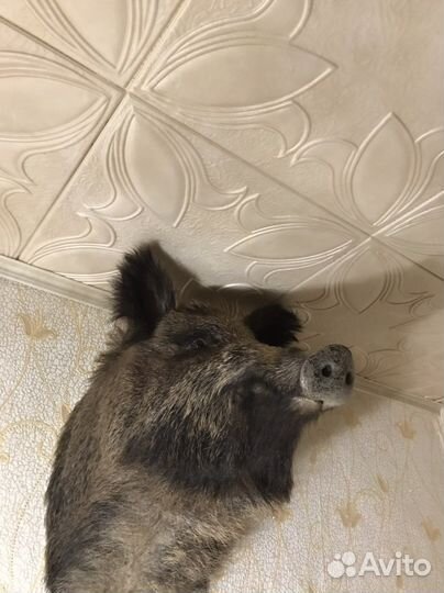 Чучела животных