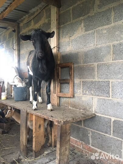 Козел на вязку