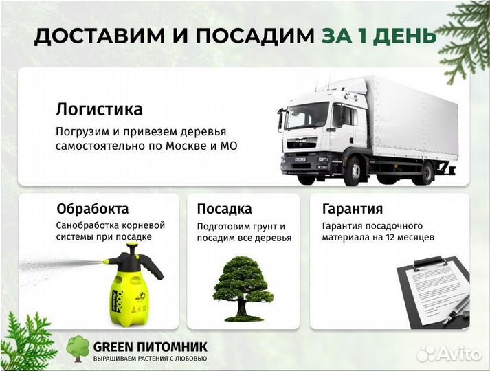 Туя Западная Смарагд