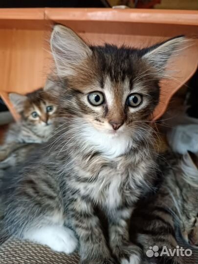 Котёнок Мальчик