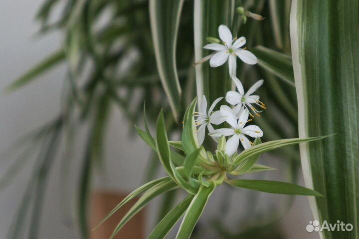 Хлорофитум хохлатый (отростки)