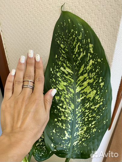 Диффенбахия