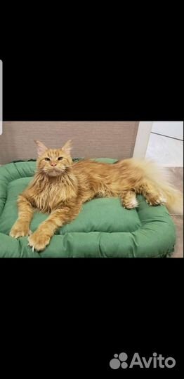 Мейкун ждет невестуВязка